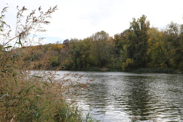 In the foreground, tall pampas grass grows along the bank of a river in sunny weather. In the...