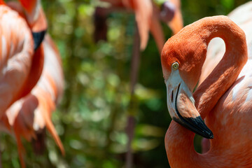 Close-up photograph of a flamingo, with its head bowed