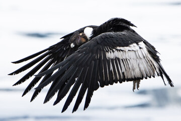 Male andean condor flying 