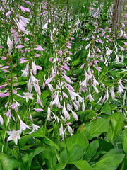 Delicate light purple and white flowers bloom abundantly among lush green hosta plant leaves, creating a vibrant and lively garden scene