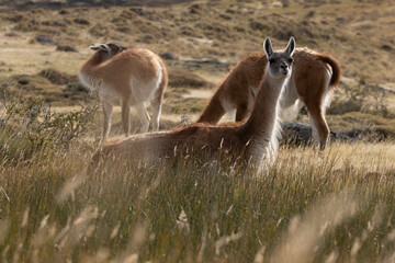 Guanaco