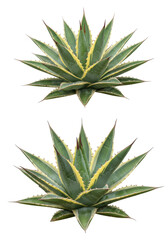 Fototapeta premium Two healthy agave plants, one high-angle and one low-angle, showcase spiky, variegated light green and creamy white leaves against a transparent studio background with no shadows and ample copy space,