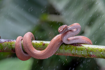 Mangrove pit viper on a tree branch	