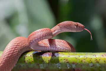 Mangrove pit viper on a tree branch	