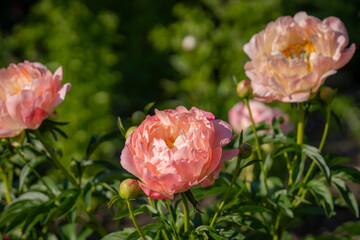 Peony Coral Charm. Open flowers of the hybrid peony 'Coral Charm'. Semi-double pink peony flower, Herbaceous Hybrid.