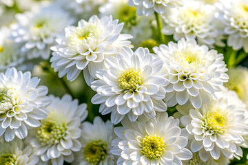 Radiant White Blossoms in Spring Glow. Macro Floral Elegance, Generative AI