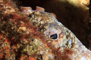 An octopus looks up shyly at our presence.