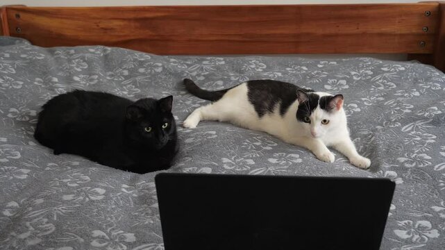Cats are watching action movie for cats. The boring life of urban cats