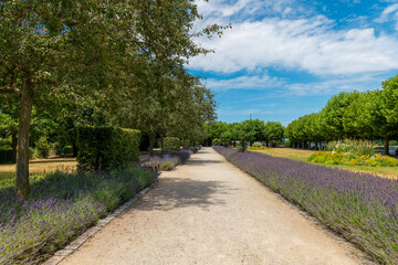 Lavender pathways invite tranquil strolls through a serene garden under a bright blue sky in summer