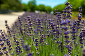 Lavender flowers sway gently in the warm sunlight along a rural pathway framed by vibrant greenery