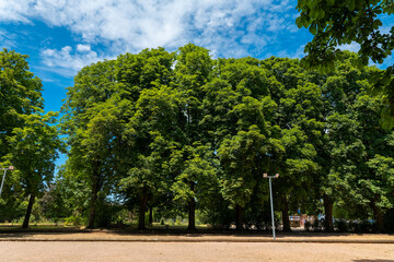 Lush green trees create a serene oasis under a vibrant blue sky in the heart of nature during a sunny afternoon