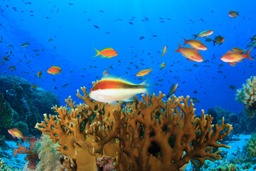 Underwater landscape of a group of reef fish surrounding hard coral.