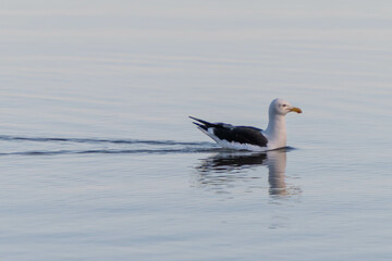 seagull swimming in the sea like a duck
