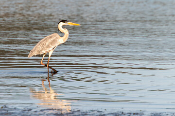 heron fishing by the sea