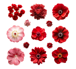 A collection of red flowers in various shapes and sizes