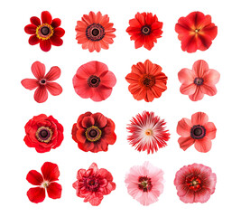 A collection of red flowers with different shapes and sizes