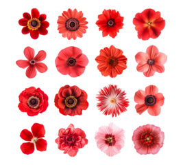 A collection of red flowers with different shapes and sizes