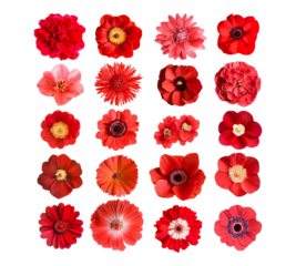 A collection of red flowers in various shapes and sizes