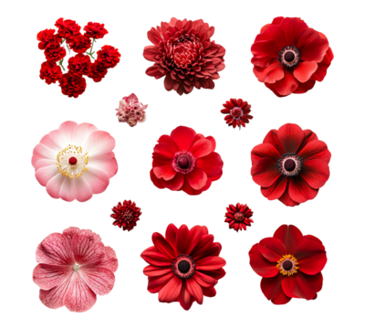 A collection of red flowers in various shapes and sizes