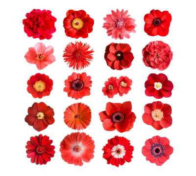 A collection of red flowers in various shapes and sizes