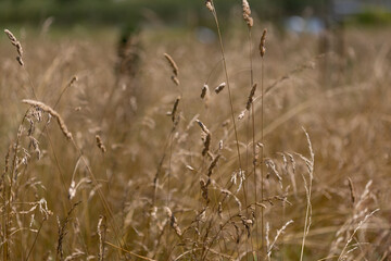 Fototapeta premium Tall grass waving softly in golden summer sunlight