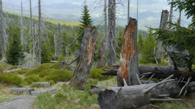 Tract of dead trees. Co2 and So2 emission. Acid rains.