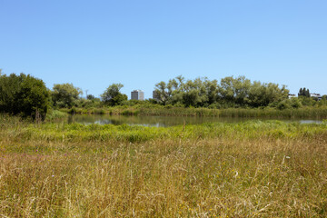 Wild grasses and trees flourishing near a calm lake, with modern buildings in the background,...
