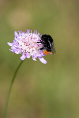 Bumblebee gathering pollen on vivid purple blossom, highlighting pollinator importance in...