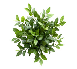 A bunch of fake green leaves on a white background