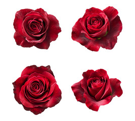 Four red roses are shown in a row, with the top left rose being the tallest