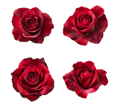 Four red roses are shown in a row, with the top left rose being the tallest
