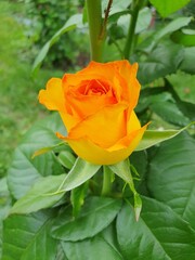 yellow rose with green leaves