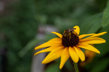 Pollen covered honeybee on a Black Eyed Susan flower