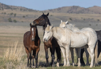 Wild Horses in Springtime in the Utah Desert