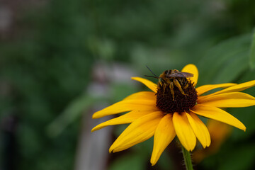 Pollen covered honeybee on a Black Eyed Susan flower