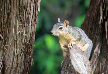 Curious Texas fox squirrel on a cedar limb