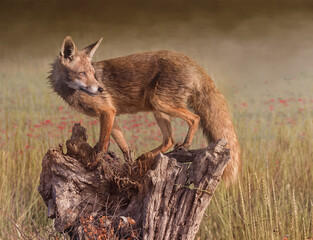 Iberian Fox climbing on Tree stump in Poppy Field