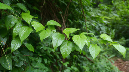 Bush grape or three-leaved wild vine cayratia (Cayratia trifolia) liana ivy plant bush, nature frame jungle border