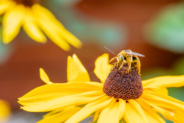 Pollen covered honeybee on a Black Eyed Susan flower
