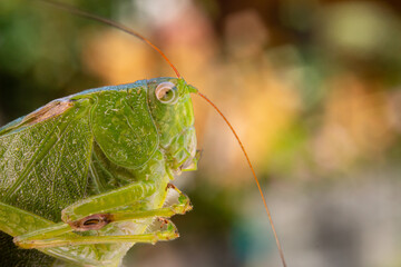 Grasshopper Side Face