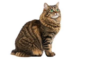 A magnificent long-haired brown tabby cat with intricate mackerel patterns and luminous emerald green eyes sits gracefully upright, looking curiously left on a transparent studio background with
