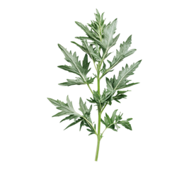 A leafy green plant with a stem and a few leaves