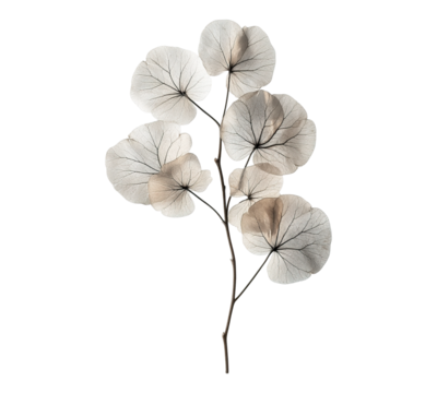 A white flower with a stem is shown in the image