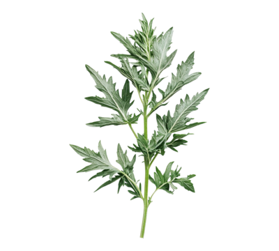 A leafy green plant with a stem and a few leaves