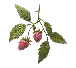 Two small red raspberries are hanging from a leafy branch
