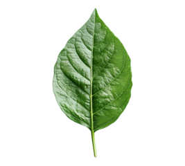 A leafy green leaf with a stem