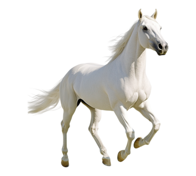 A white horse is running in a field