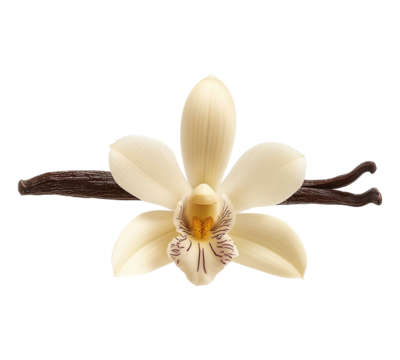 A white flower with a brown stem and a brown tip