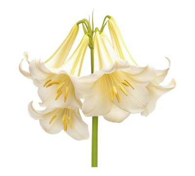 A white flower with yellow tips is the main focus of the image
