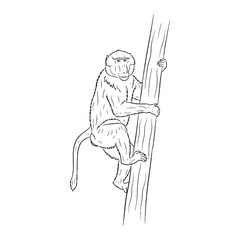 Formidable Baboon Silent Presence Aura - Baboon vector - Baboon Line art - Baboon Drawing - Vector Lineart of Baboon - Baboon illustration - its inherent enigmatic wild might

